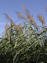 Image result for Phragmites australis