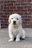 English Cream Golden Retriever Puppies for Sale ...