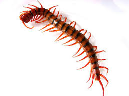 Lipan memiliki ciri mencolok berupa jumlah kaki yang banyak dan tubuh yang pipih. Testimoni Pengguna Teras Gemunggal Anugerah Agung Digigit Lipan Teras Gemunggal Asli Anugerah Agung Gred A