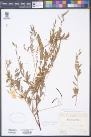 Image result for Sesbania keniensis