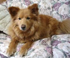 Black American Eskimo Dog This Is The Type Of Fluffy Puppy I Want One Day Medium Build And Super Fluffy American Eskimo Dog American Eskimo Dog Mix American Eskimo