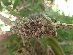 Image result for Melaleuca hypericifolia