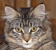 There may even be times that their eyes are way different than others. Maine Coon Maine Coon Eye Colors
