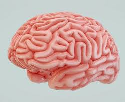 Free 3d Human Brain Model C4d Download Brain Models 3d Human Human Brain