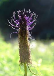 Pin On Alpine Herbs