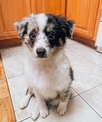 They are raised on a loving family farm,.these puppies are gentle and love to have children to play with!! Puppy Diary Raising Bowie The Toy Australian Shepherd The Farmer S Dog