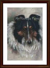 The search of embroidery patterns, cross. Ebluejay Sweet Sheltie Shetland Sheep Dog Fine Art Cross Stitch Pattern
