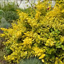 Image result for Euonymus