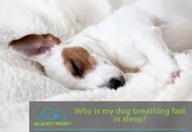 In order to support this activitiy, mammals (your puppy included) will breathe faster in order to get more oxygen. Puppy Breathing Fast First Night Online