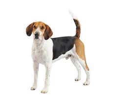 Image result for Harrier dog