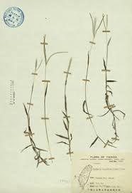 Image result for Digitaria longiflora