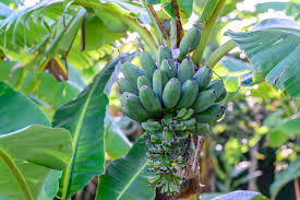 If they weren't, this article would never have been. Blue Java Banana Candlewic Candle Making Supplies Since 1972