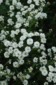 The Pearl Yarrow Achillea Ptarmica The Pearl At Dutch Growers Garden Centre Yarrow Flower Plants Low Water Gardening