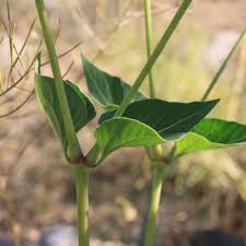 Check spelling or type a new query. Washington State Noxious Weed Control Board