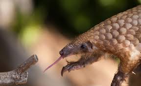 Pangolins now are facing critical crisis as they are closing to extinct. Pangolin News Roundup On World Pangolin Day Wild For Life