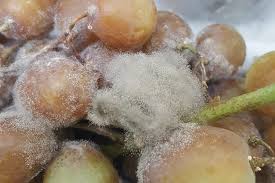 Image result for Botrytis cinerea