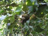 Image result for Myrianthus arboreus