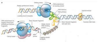 Uno zucchero a cinque atomi di carbonio (zucchero pentoso), che insieme alla base azotata costituisce un nucleoside; Dna Polimerasi O Trascrittasi Inversa
