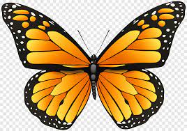 It is also called the milkweed butterfly because its larvae eat the plant. Butterfly Coloring Pages For Adults Coloring Book Cartoon Butterfly Child Brush Footed Butterfly Png Pngegg