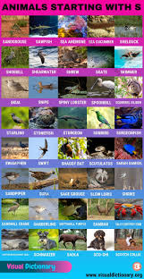 Check spelling or type a new query. Animals That Start With S Huge List Of 120 Animals Starting With S Visual Dictionary Animals Animals Name In English Visual Dictionary