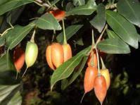 Image result for Syncolostemon flabellifolius