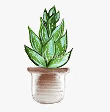 Cactus cacti plant desert drawing aesthetic art phone case for iphone 12 mini case 12 11 pro max se x xr xs max 7 8 plus 6 6s iphone cover price: Transparent Cactus Png Drawing Cactus Transparent Background Png Download Kindpng