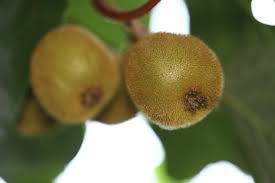First of all, we'll look into interval, the fundamental concept of fuzzy number, and then operation of fuzzy numbers. Kiwi Vine Varieties Learn About The Types Of Kiwi Fruit