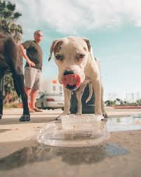 Some pups just like to drink water. How Do Dogs Drink Water Pet Love That