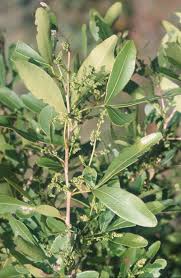 Image result for Searsia natalensis