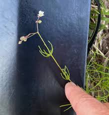 Image result for Spergula arvensis