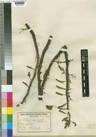 Image result for Aeschynomene fluitans