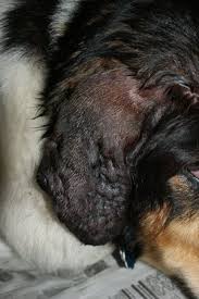 Image result for abscess dog's ear flap