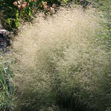 Image result for Deschampsia cespitosa