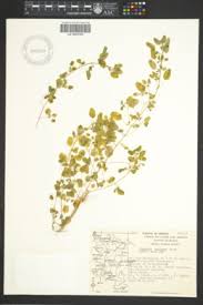 Image result for Euphorbia mossambicensis