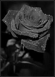 Black Rose Beauty That Does Not Exist Black Rose Flower Black Rose Black Flowers