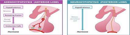 Kelenjar pituitari dapat terbagi menjadi dua bagian, yaitu lobus anterior dan lobus posterior. Kelenjar Hipofisis Anterior Perbedaan