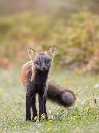 Black And Orange Fox Name The Incredibly Rare And Majestic Melanistic Fox Arch Bishop Of Banterbury In 2020 Pet Fox Cute Animals Animals Beautiful