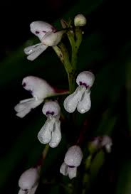 Image result for Disa saxicola