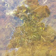 Image result for Najas graminea