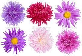 Aster Flowers Set Aster Flower Tattoos Birth Flower Tattoos Aster Flower