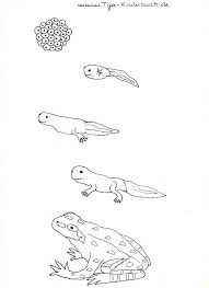 Ausmalbild Kaulquappe Frosch Tijo Kinderbuch Kindertheater
