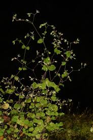 Image result for Drymaria