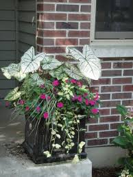 Pin On Gardening And Flowers And Such