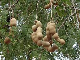 Tamarind (tamarindus indica) is a leguminous tree (family fabaceae) bearing edible fruit that is indigenous to tropical africa. Tamarindus Indica Tamarind Terraforma Dubai Uae