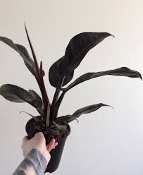 Check spelling or type a new query. Featured Plant Philodendron Black Cardinal Via Mama Monstera Darkplantmatter Gothplants Blac Philodendron Black Philodendron Philodendron Black Cardinal