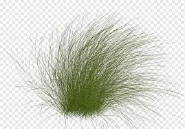 Green Grass Illustration Close Up Grasses Family Plant Grass Plants Material Png Pngwing 27+ tall grass png images for your graphic design, presentations, web design and other projects.