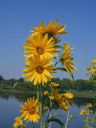 Maximilian S Sunflower Helianthus Maximiliani