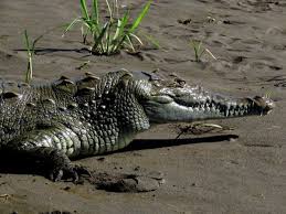 Bird Cleaning Crocodile Teeth Crocodile Tarcoles River Carara National Park Crocodile Pictures Crocodile National Parks