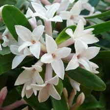 Sadly, the time it takes to deliver to certain locations in the uk means that we can't guarantee this, so regretfully we are unable. Daphne Eternal Fragrance 15cm Pot J Parker Dutch Bulbs