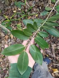 Image result for Drypetes